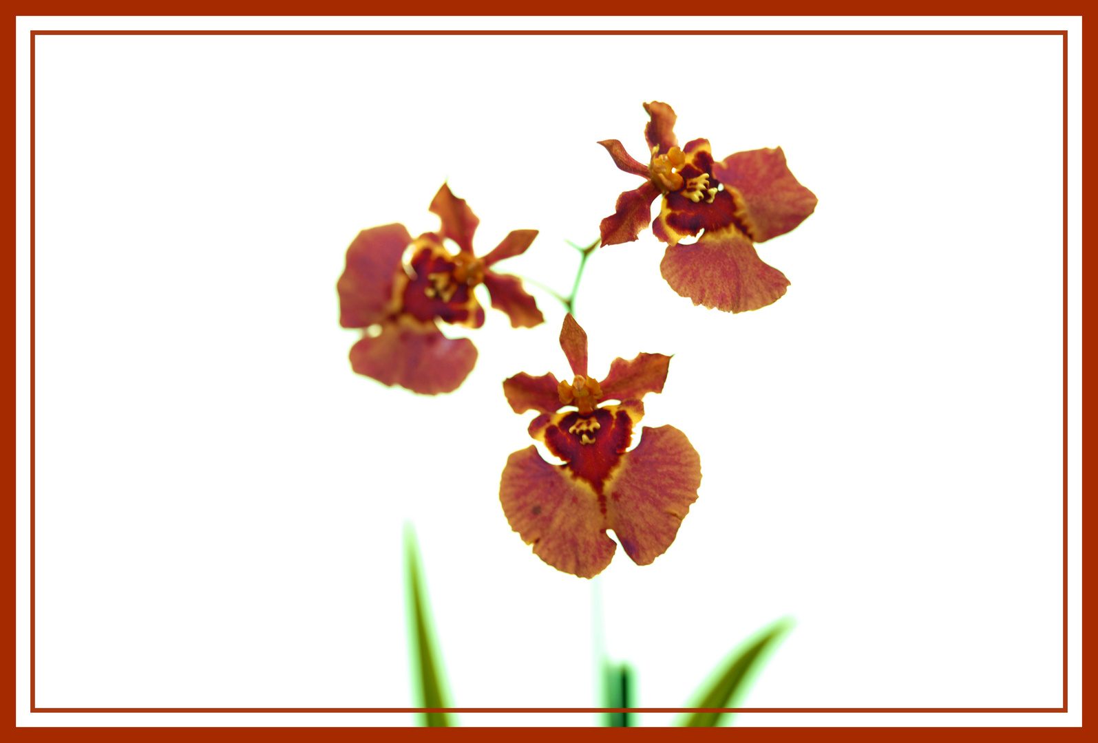  Orchidee  