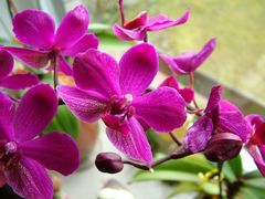 Orchidee