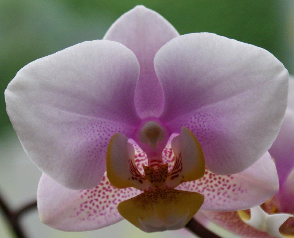 orchidee