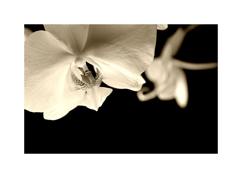 Orchidee