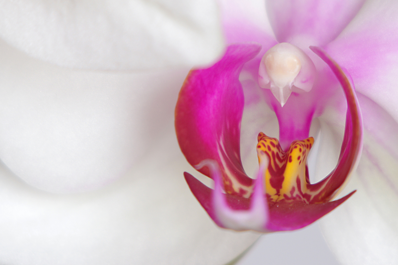 Orchidee