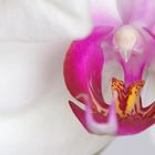 Orchidee