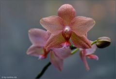 Orchidee