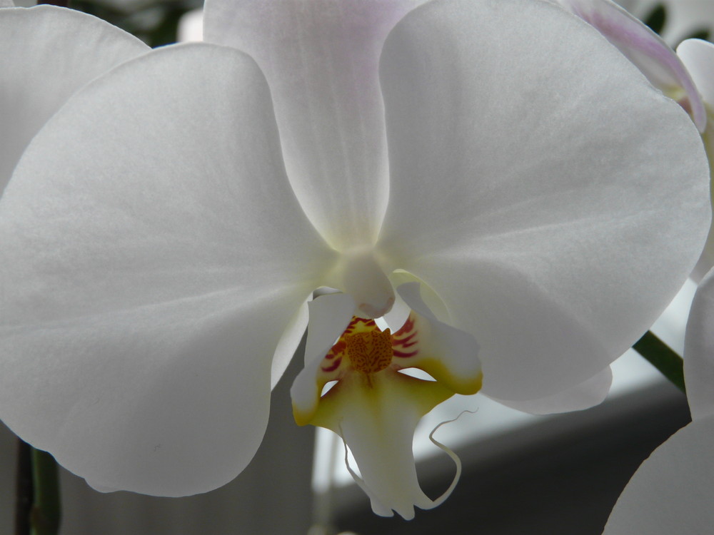 Orchidee