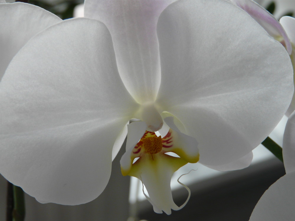 Orchidee von Reinhard A. Schmidt 