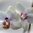 Orchidee