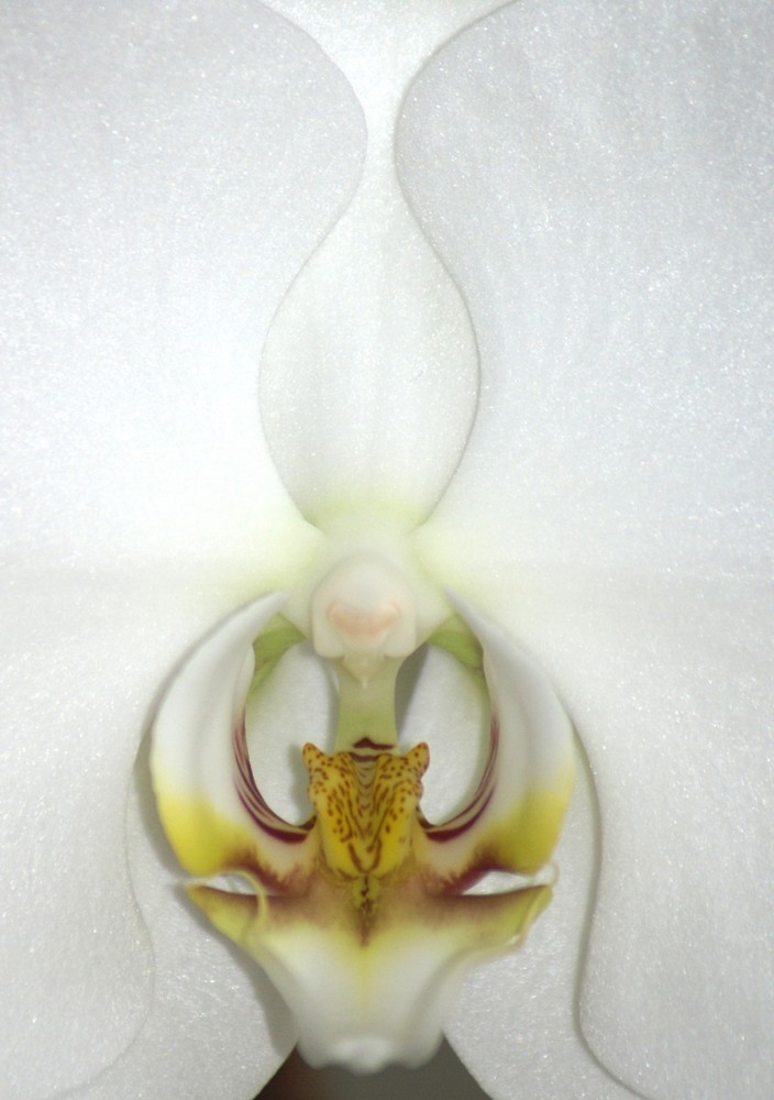 Orchidee