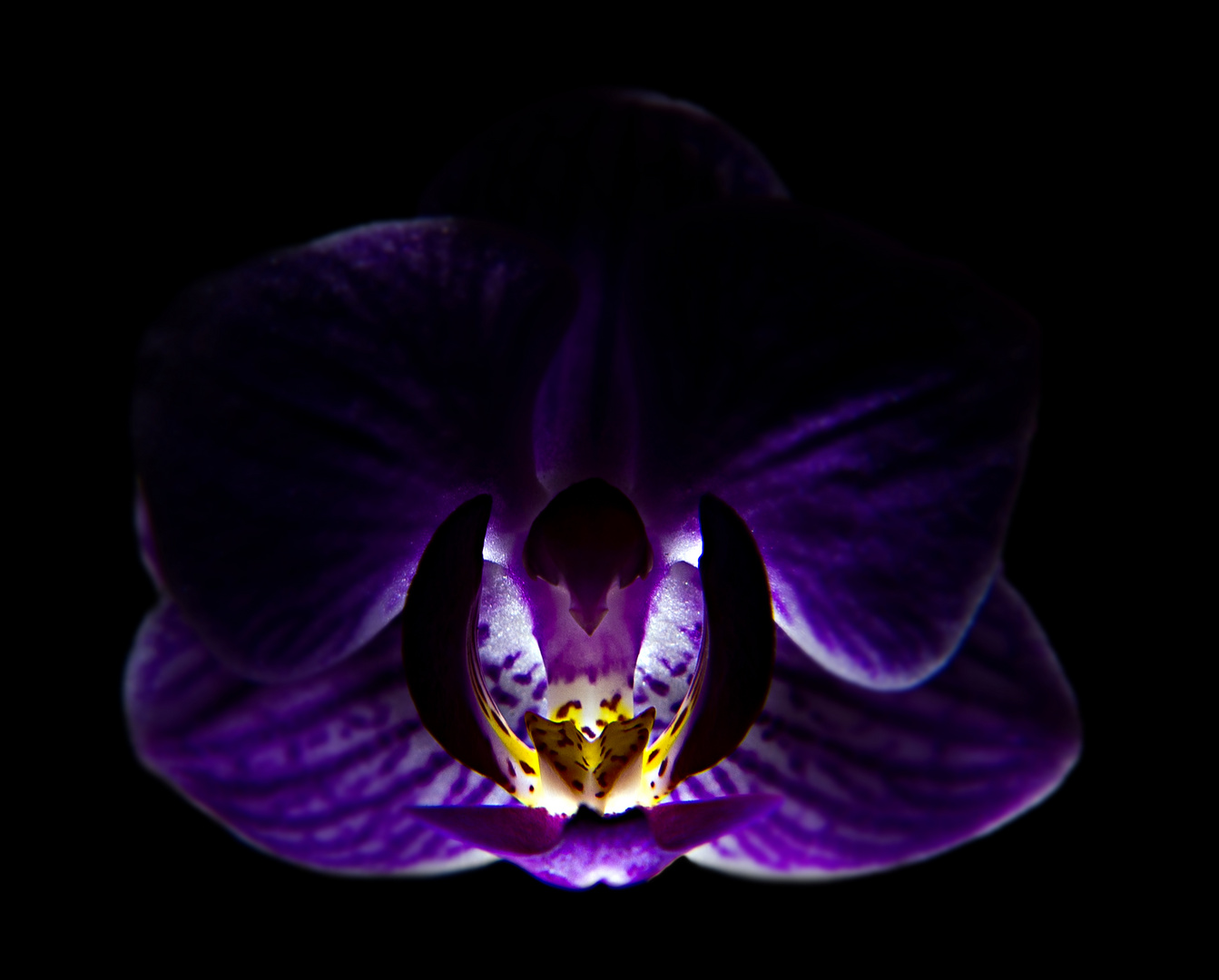 Orchidee