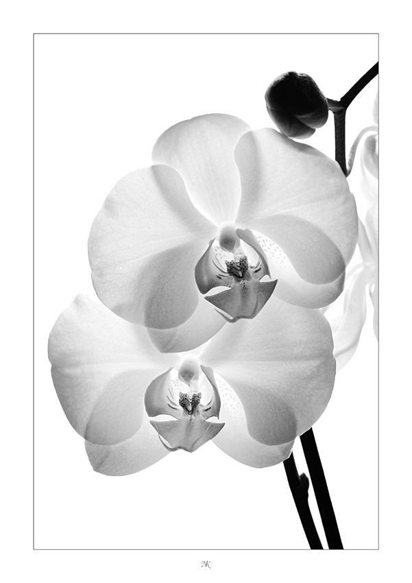 Orchidee Fine Art
