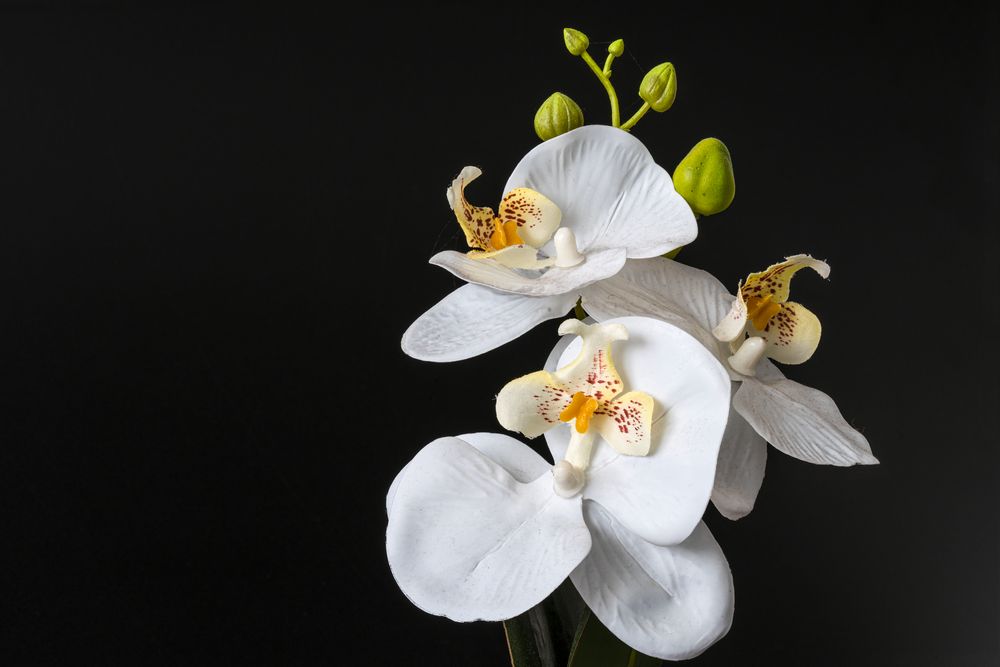 Orchidee Focus Stacking