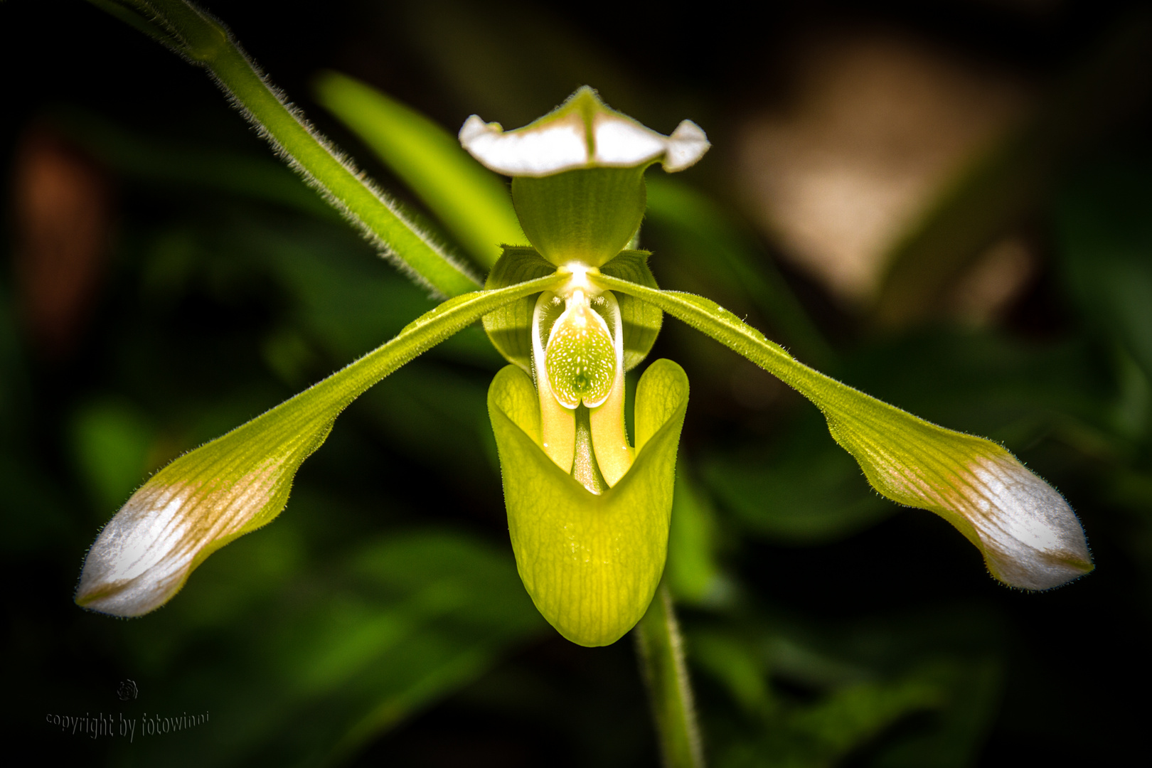 Orchidee - Frauenschuh