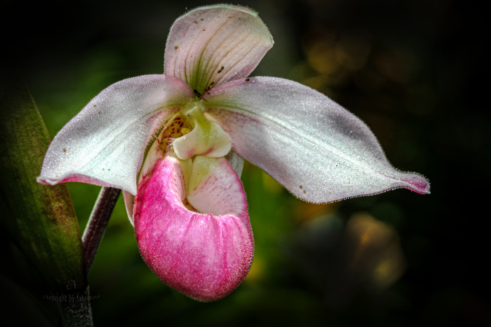 Orchidee - Frauenschuh