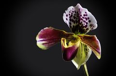 orchidee frauenschuh