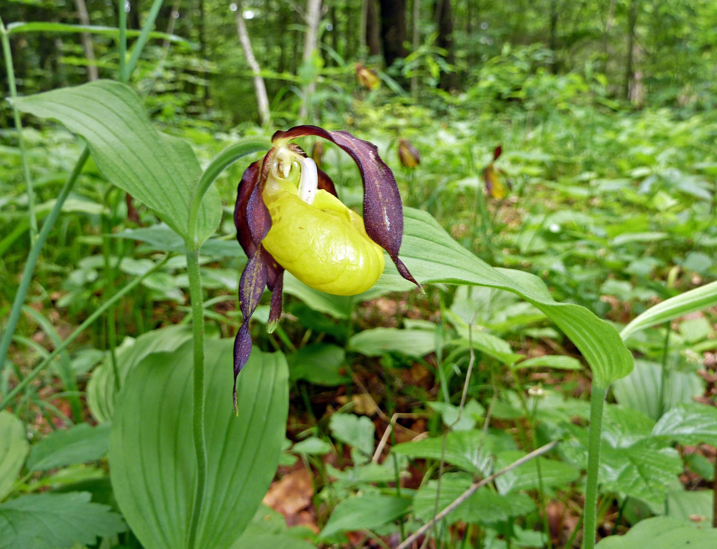 Orchidee Frauenschuh