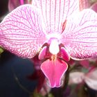 Orchidee Fuchsia gestromt I