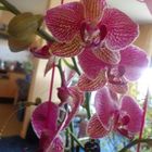 Orchidee Fuchsia gestromt mit Knospen und Triebe