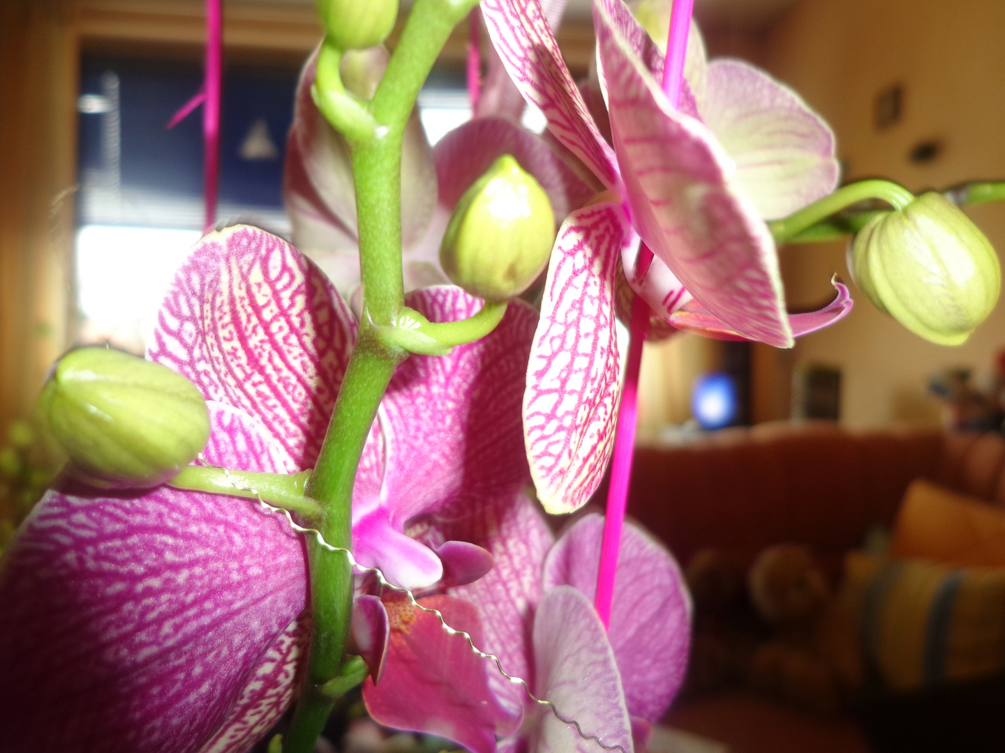 Orchidee Fuchsia gestromt mit Knospen und Triebe