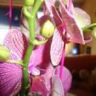 Orchidee Fuchsia gestromt mit Knospen und Triebe