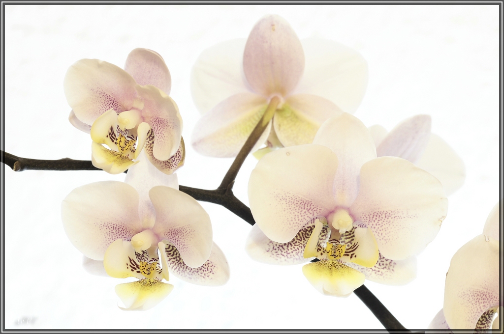 Orchidee für die Leinwand