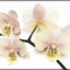 Orchidee für die Leinwand