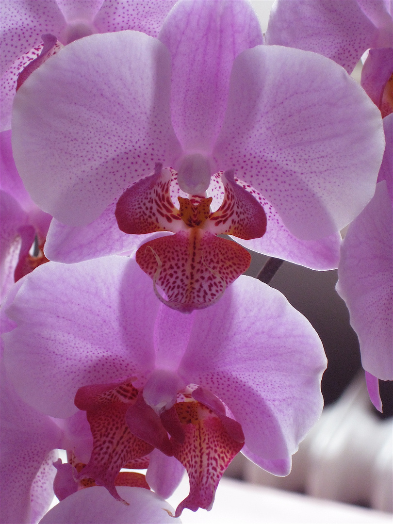 Orchidee "ganz groß"