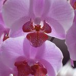 Orchidee "ganz groß"