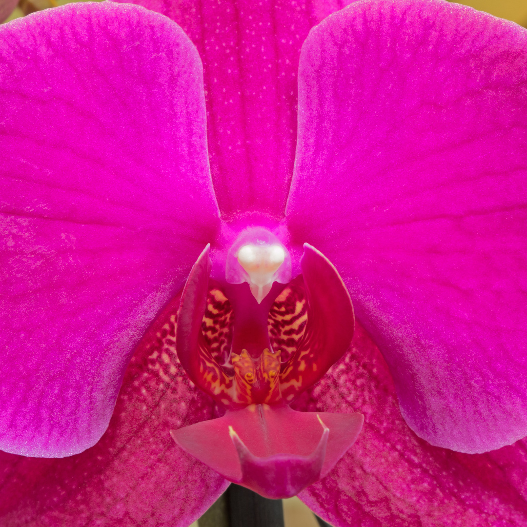 Orchidee ganz nah