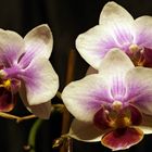 Orchidee ganz nah