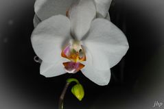 Orchidee-geblitzt1