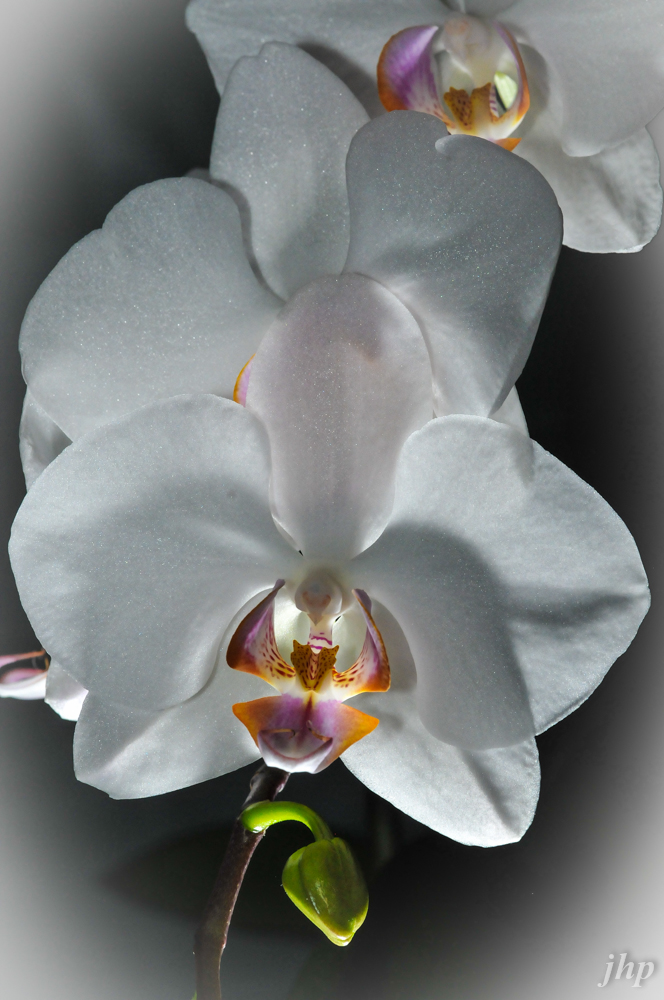Orchidee-geblitzt2