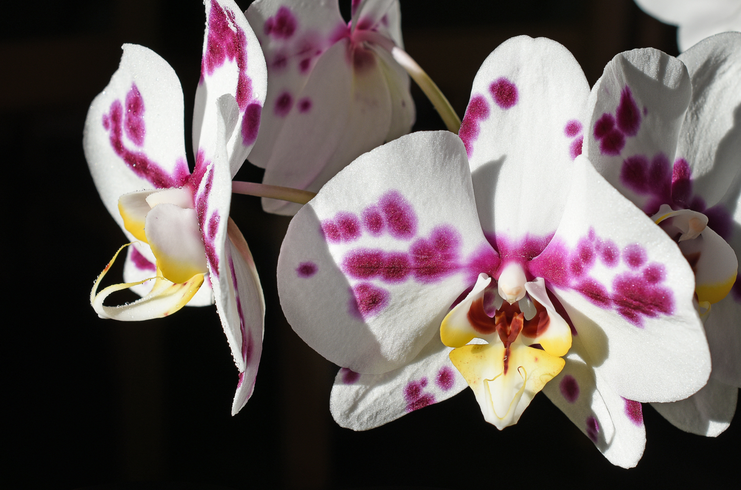 Orchidee gefleckt, "Harlekin"