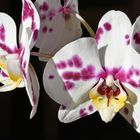 Orchidee gefleckt, "Harlekin"