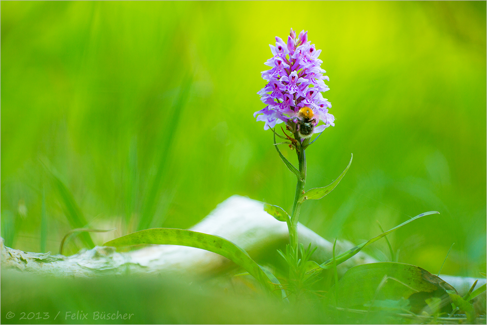 Orchidee: Geflecktes Knabenkraut