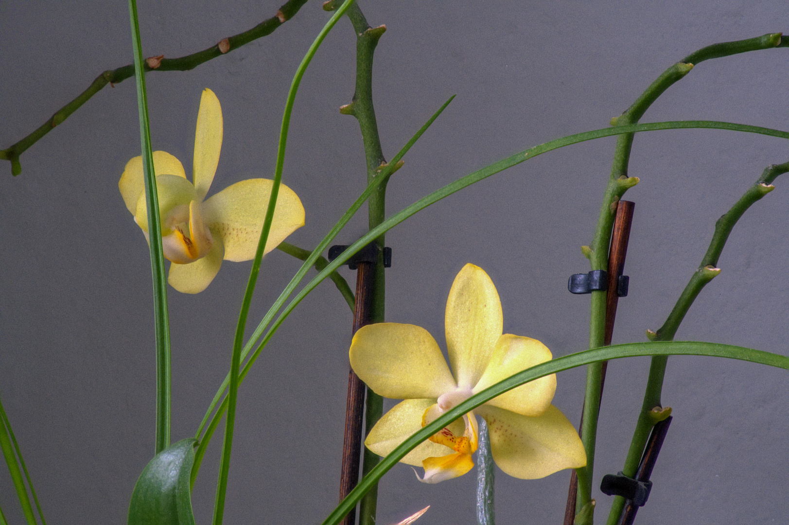 Orchidee gelb