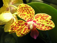 Orchidee, gelb, rot ungleich gepunktet