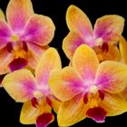 Orchidee gelb/lila
