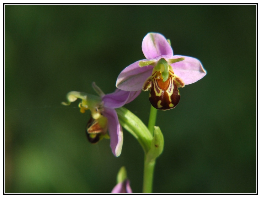 orchidée genre ophrys