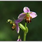 orchidée genre ophrys