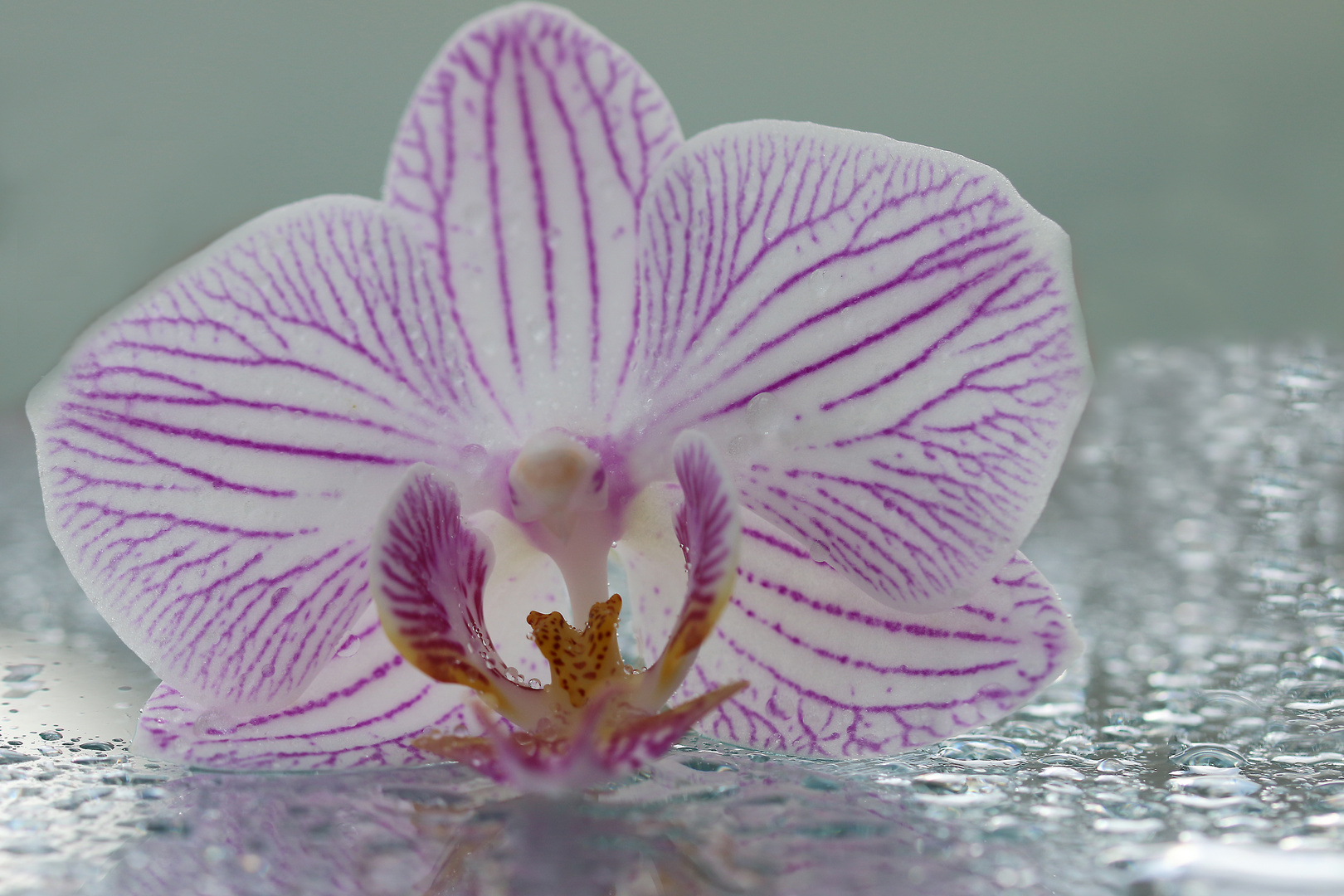 Orchidee gestreiftr