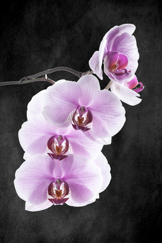 Orchidee grau meliert