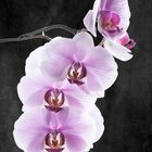 Orchidee grau meliert