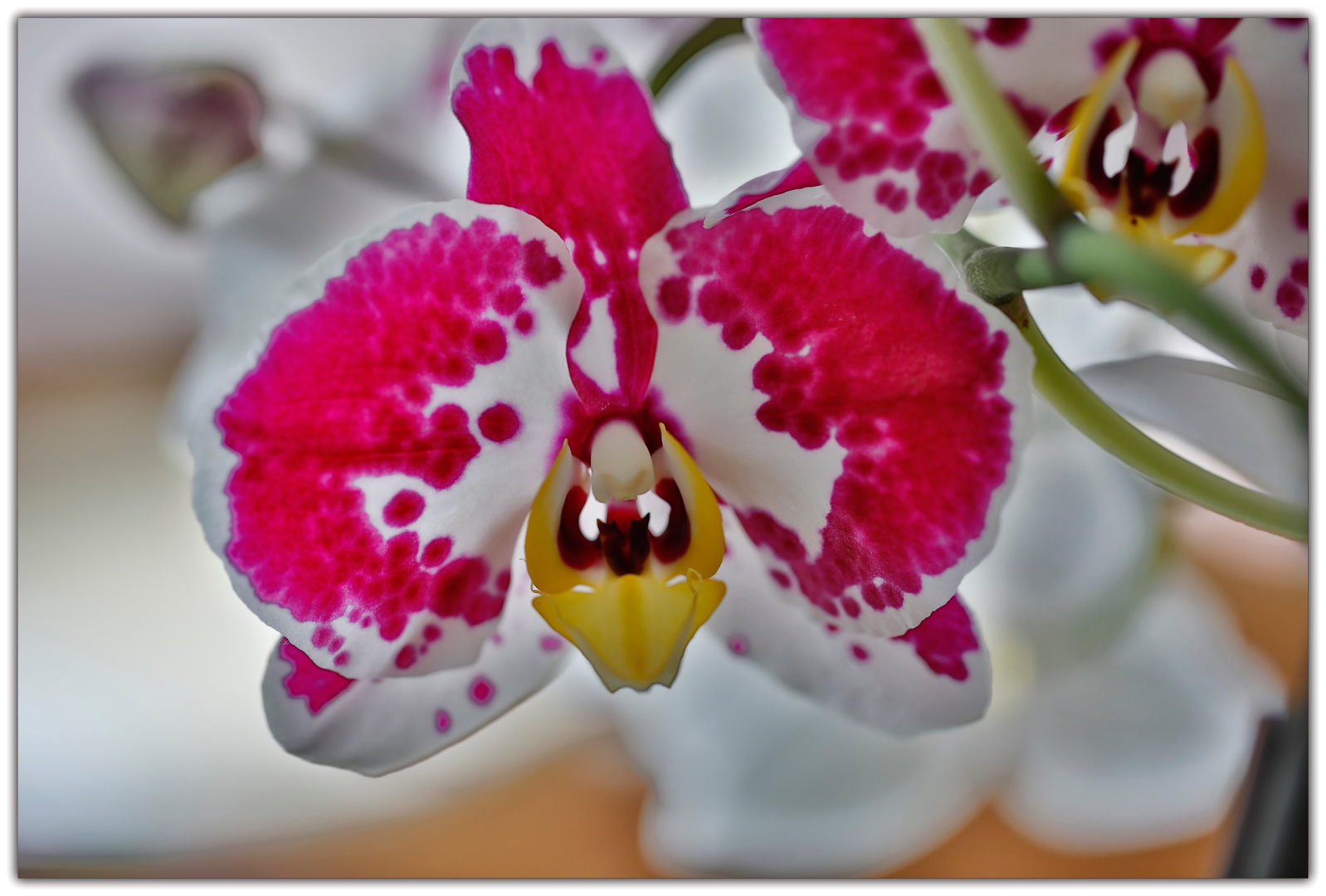 Orchidee HDR Foto & Bild | pflanzen, pilze & flechten, blüten- & kleinpflanzen, orchideen Bilder ...