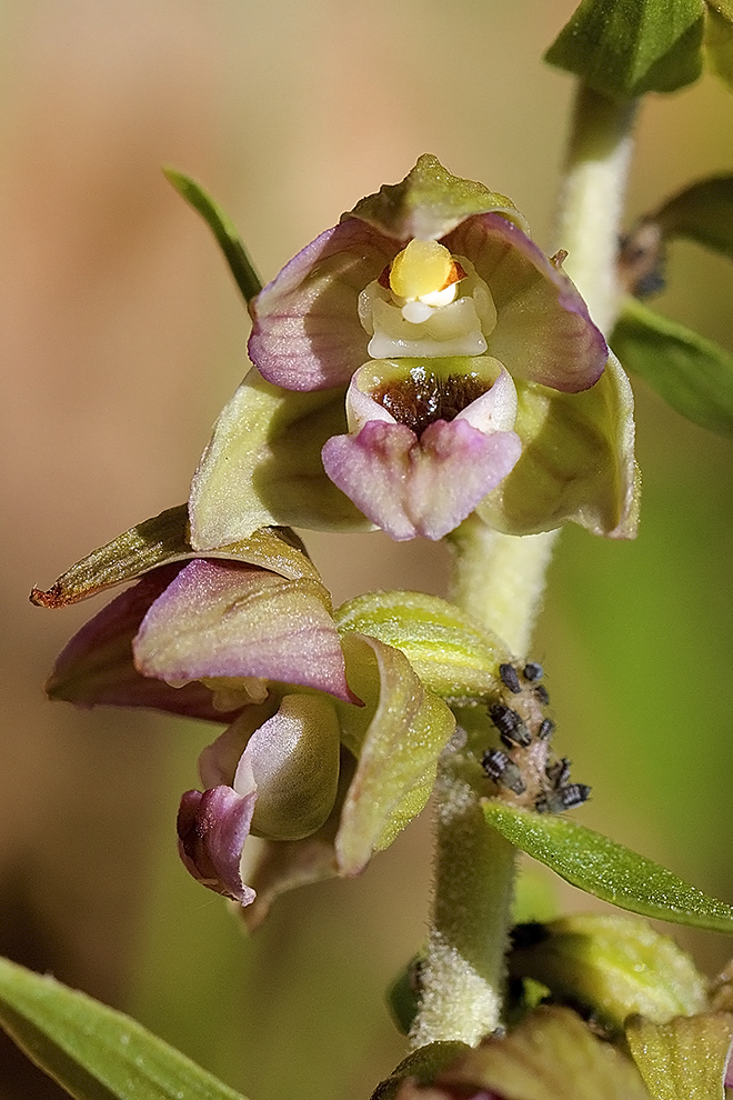 Orchidée Helleborine