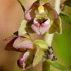 Orchidée Helleborine