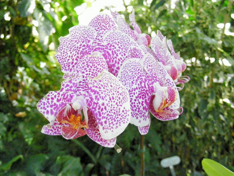Orchidee Herrenhäuser Gärten Hannover