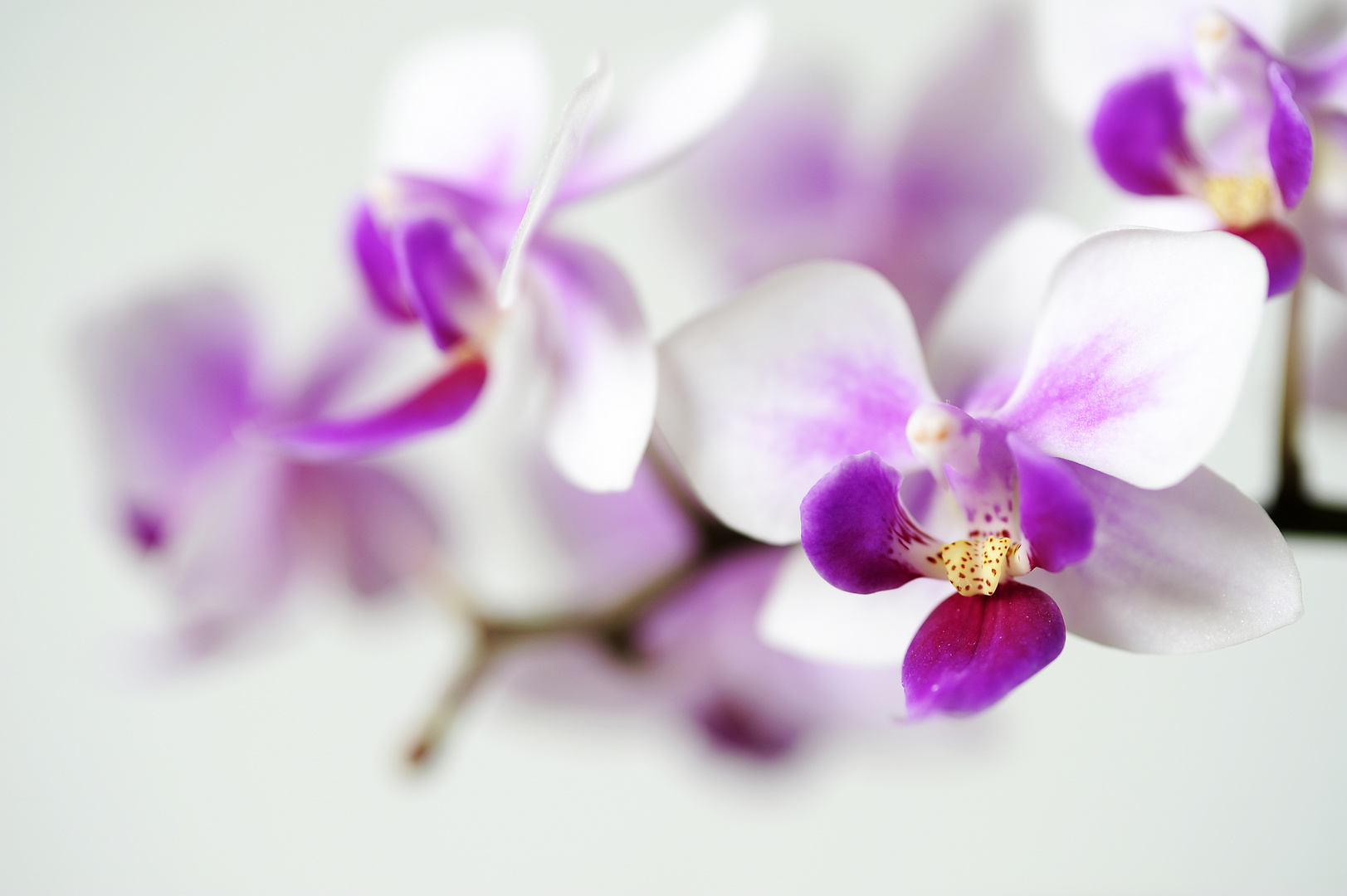 Orchidee, High-key