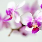 Orchidee, High-key
