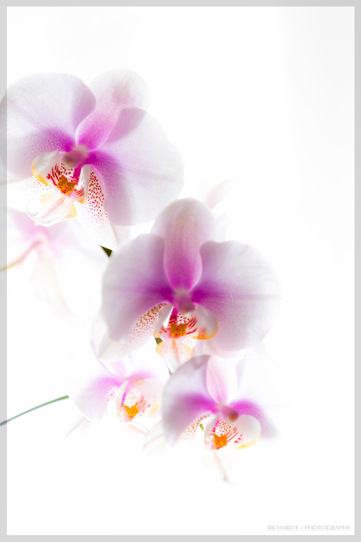 Orchidee High Key