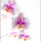 Orchidee High Key