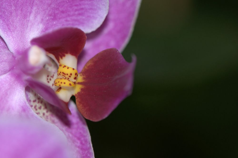 Orchidee I